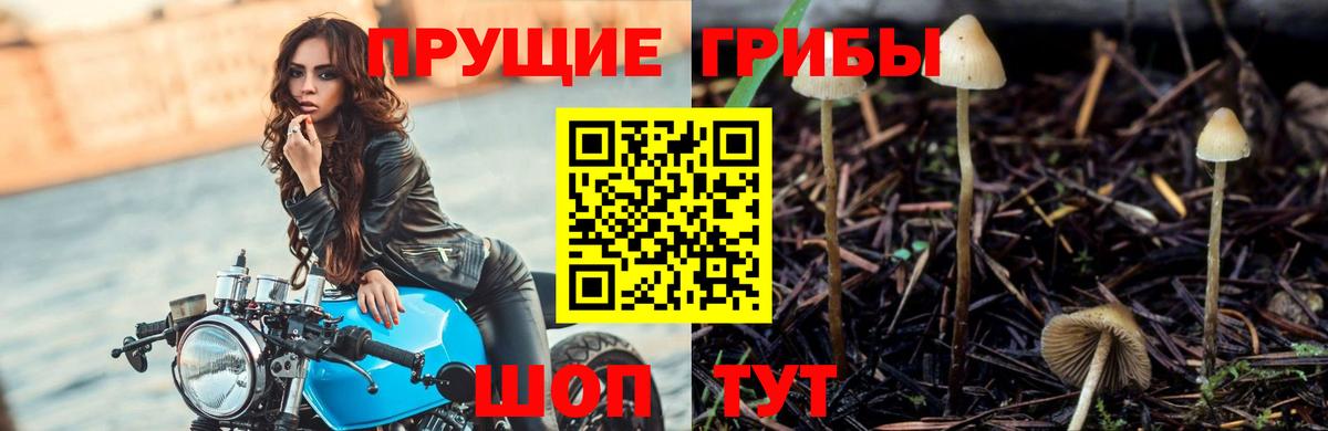 Псилоцибиновые грибы прущие грибы  дарнет шоп  Холмск  Вход с VPN 